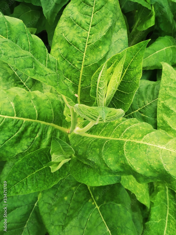 Young tobacco plants green leaf natural growing in field, Nepal. Young tobacco plants green leaf natural growing in field, Nepal.