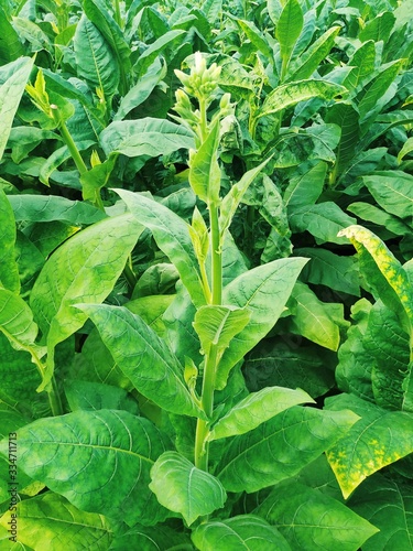 Young tobacco plants green leaf natural growing in field, Nepal.