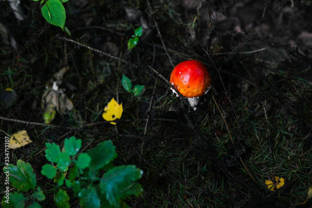 Amanita in the forest. Poisonous red mushroom grows among green plants. Inedible Toxic Mushroom. Amanita in the forest. Poisonous red mushroom grows among green plants. Inedible Toxic Mushroom.