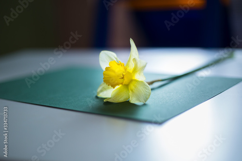  Yellow daffodil on a dark green background