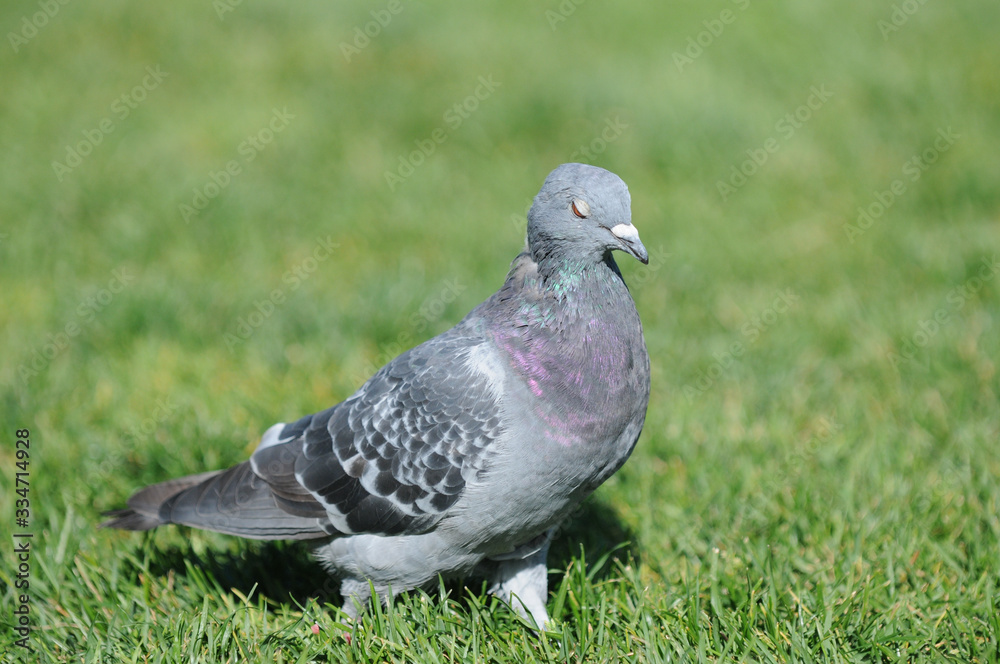 Naklejka premium Pigeon - Rock Dove