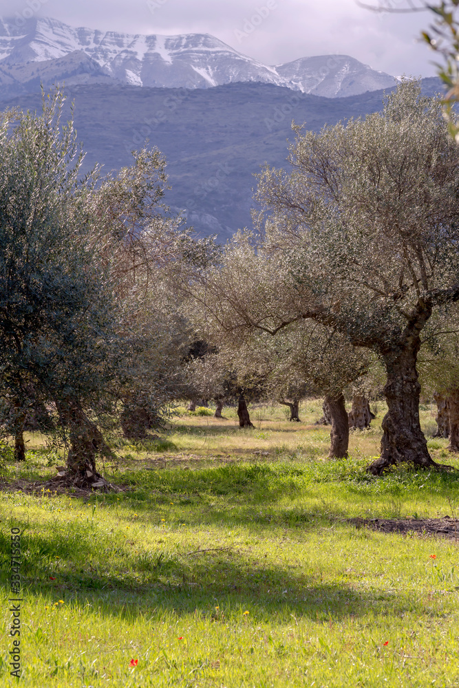 Obraz premium Olive grove on a background of snow-capped mountains