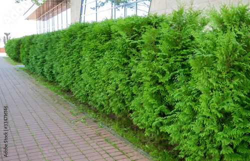 Row of green trees in the park. Row of thuja trees, beautiful manor in the background photo