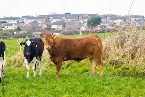 Cattle with a bull and calfs grazing in a field photo