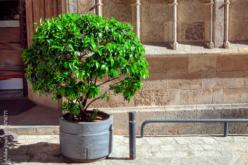 street flower vase in old town 