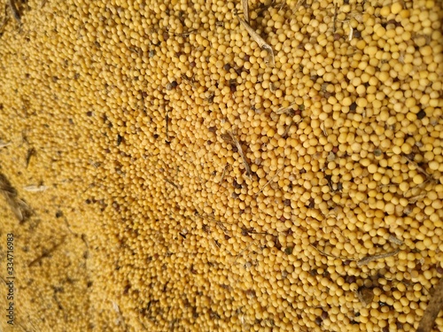 Food background of yellow mustard seeds, top view.