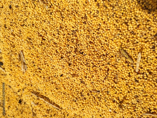 Food background of yellow mustard seeds  top view.