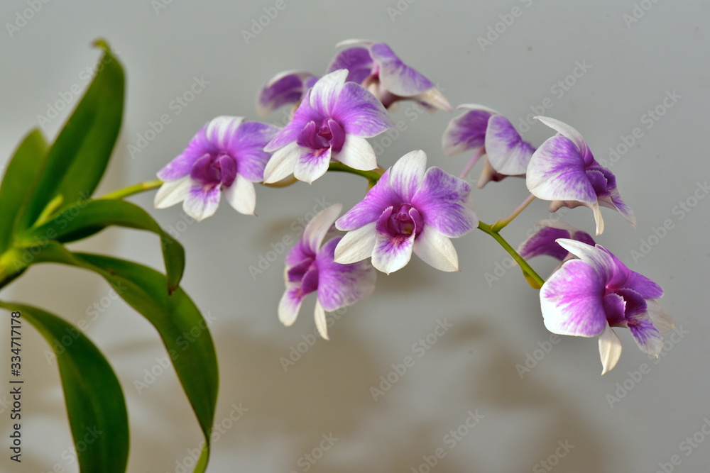 Dendrobium Orchid pink spotted blooms in the room Dendrobium Orchid pink spotted blooms in the room