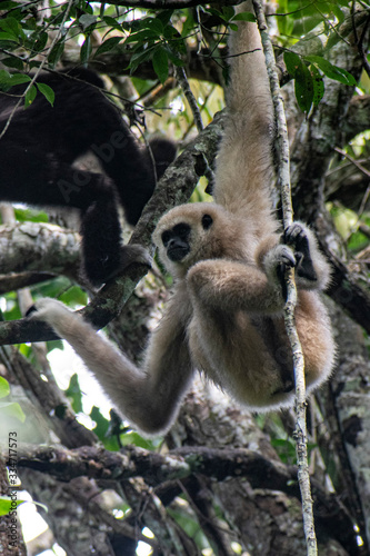 White gibbons on a tree