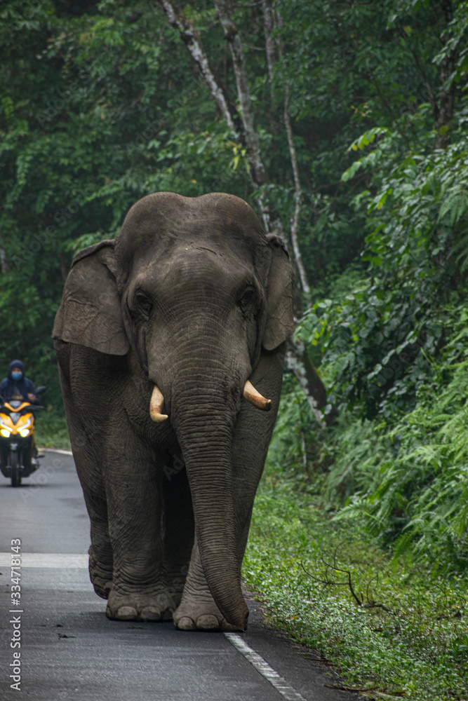 Fototapeta premium Wild elephant on the road with motorbike behind