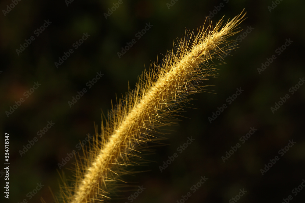 Fototapeta premium yellow ferns background