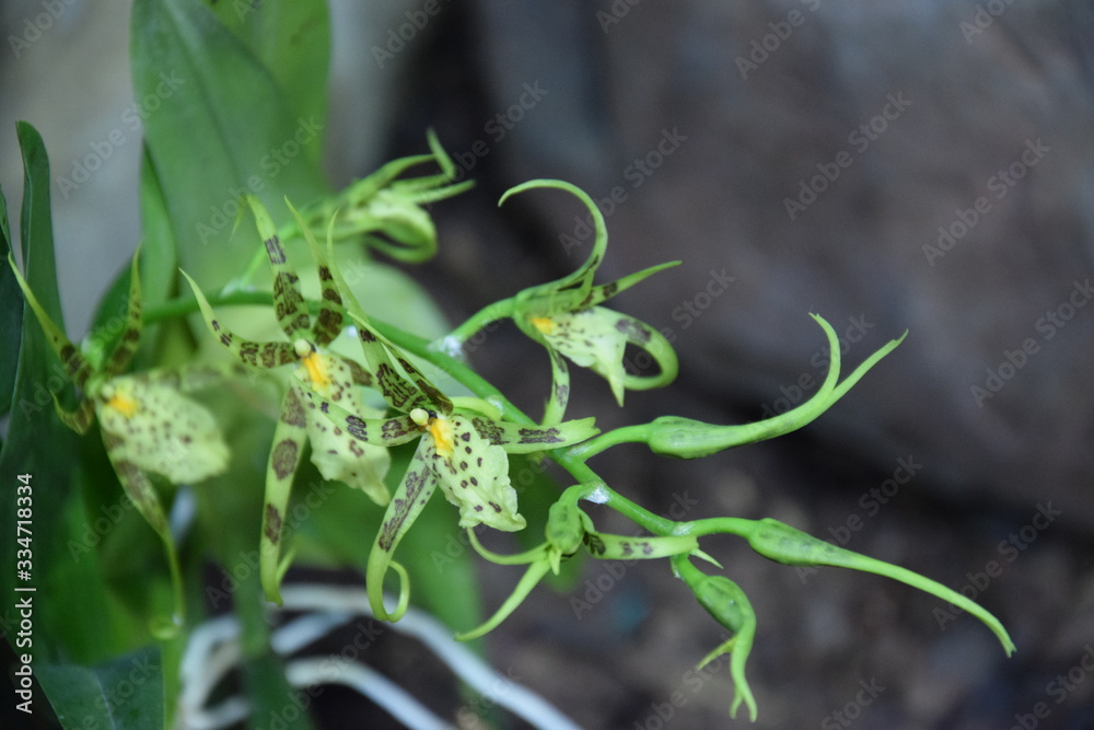 Naklejka premium Орхидея