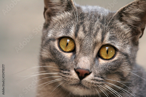 Close up to a face of gray cat 