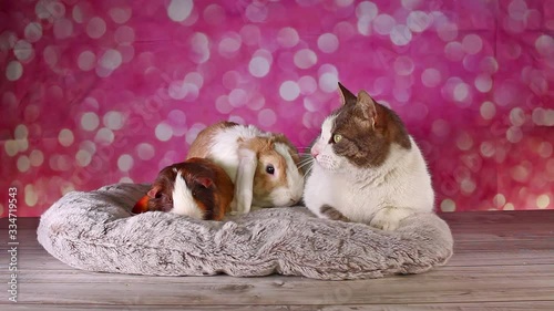 Cat Pet Rabbit and Guinea Pig. Bunny friends. Funny animal video.