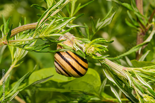 the snail hangs on a branch