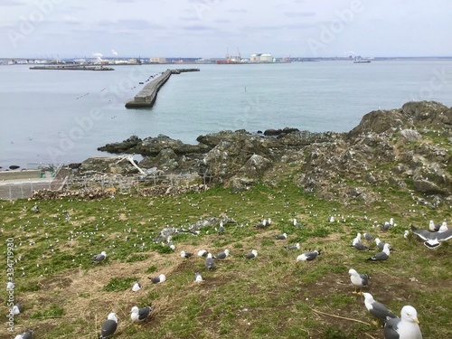 A flock of black-tailed gull photo