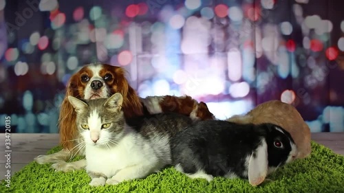 Cat Dog Vs Rabbit. Cute Animals Cavalier King Charles Spaniel and Pet Lop