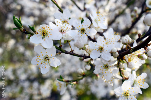 Blooming wild cherry plum tree in the forest.