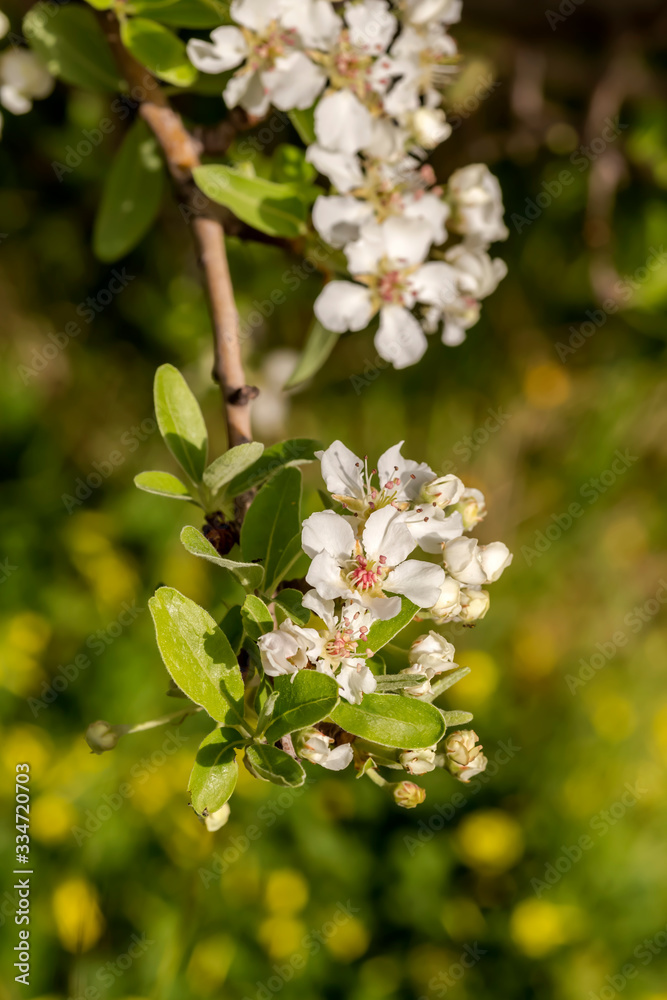 The pear (Pyrus communis) tree blooms in the mountains. The pear (Pyrus communis) tree blooms in the mountains.