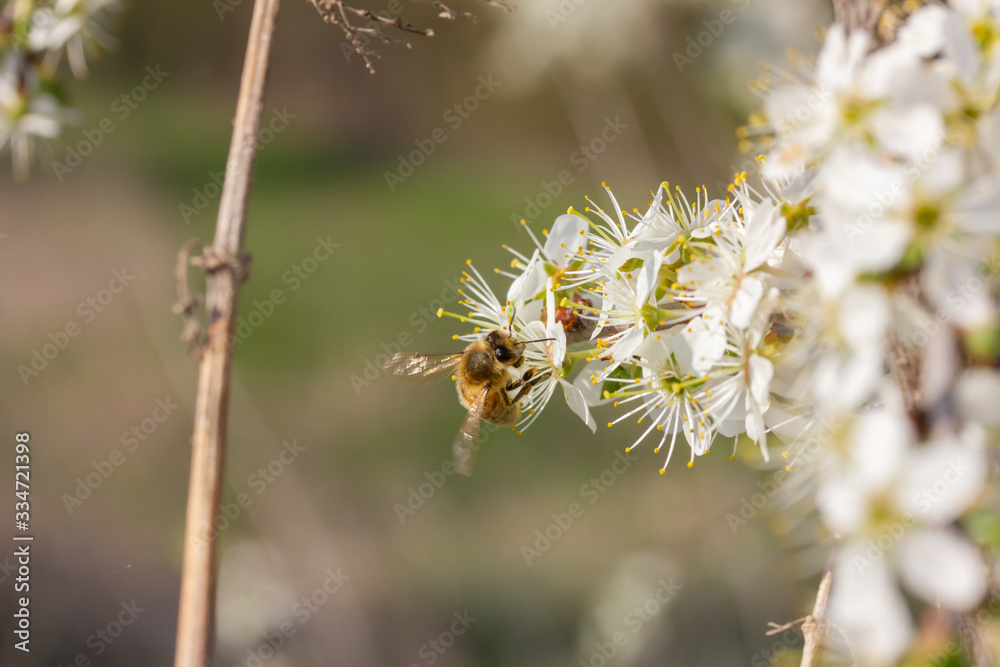 Fototapeta premium eine Honigbiene sammelt an weiße Kirschblüten Honig