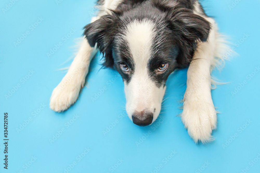 Funny studio portrait of cute smilling puppy dog border collie isolated on blue background. New lovely member of family little dog gazing and waiting for reward. Pet care and animals concept Funny studio portrait of cute smilling puppy dog border collie isolated on blue background. New lovely member of family little dog gazing and waiting for reward. Pet care and animals concept
