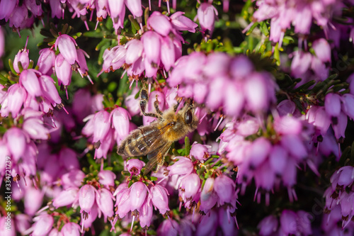 eine Biene sammelt auf einer Blume (Schneeheide) Honig photo