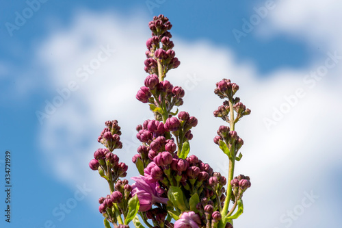 Boccioli in fiore
