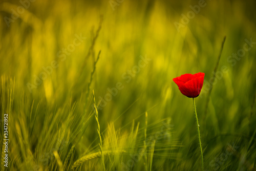 Hermosa amapola en un campo de trigo al atardecer.