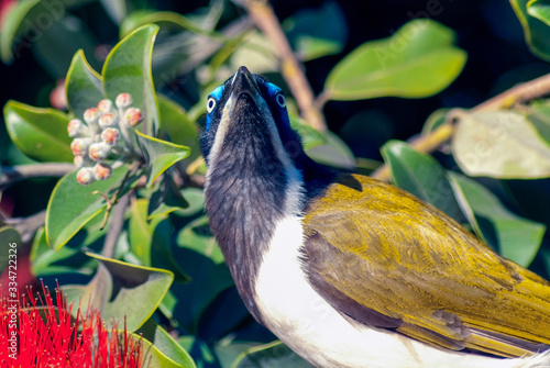 Bananabird photo