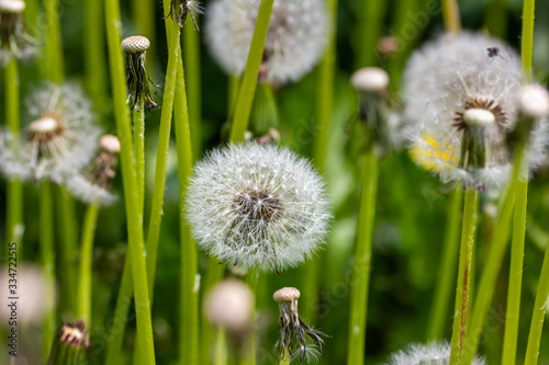 Nahaufnahme von einer Pusteblume (Löwenzahn) im Sommer