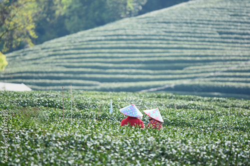 plucker, tea pluck, tea harvest, with people, tea farm, green tea farm, china tea farm,garden, woman, gardening, nature, green, farmer, field, plants, tree, agriculture