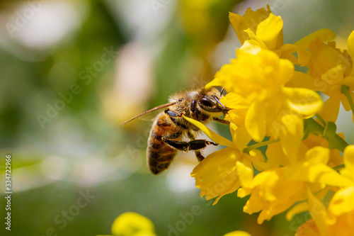 eine Honigbiene sammelt an einer Blume (Mahonie) Honig