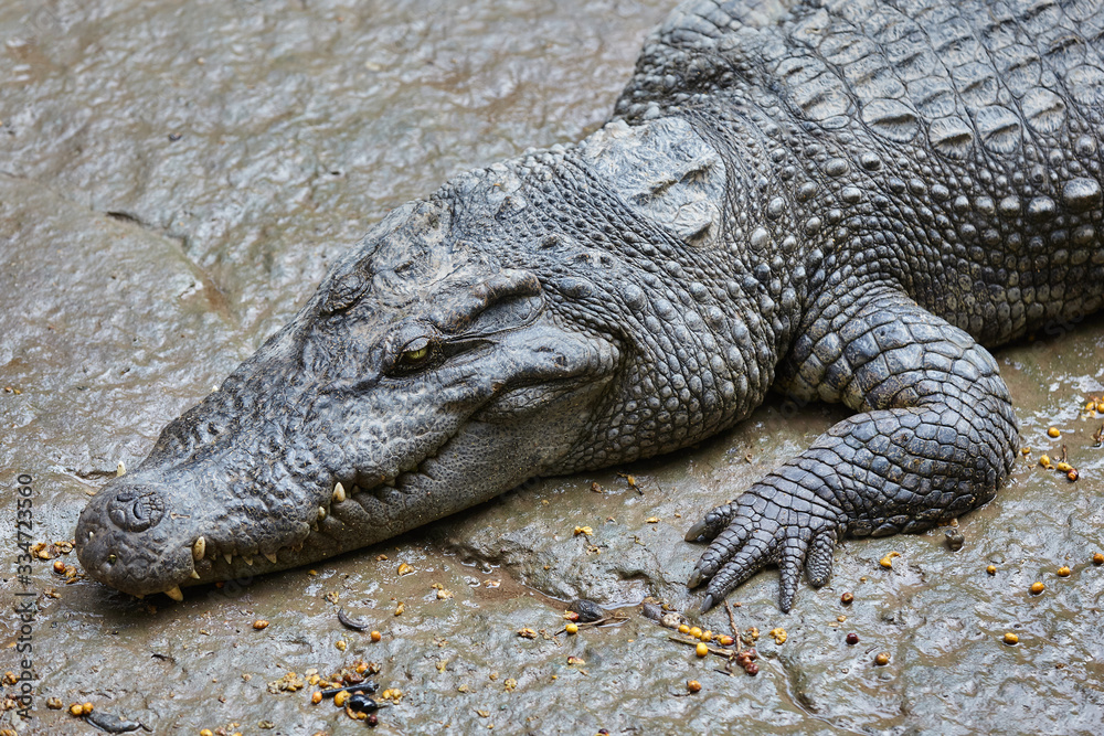 Fototapeta premium Crocodile resting