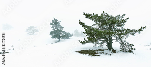 Pine trees in the fog. Snow. Winter landscape