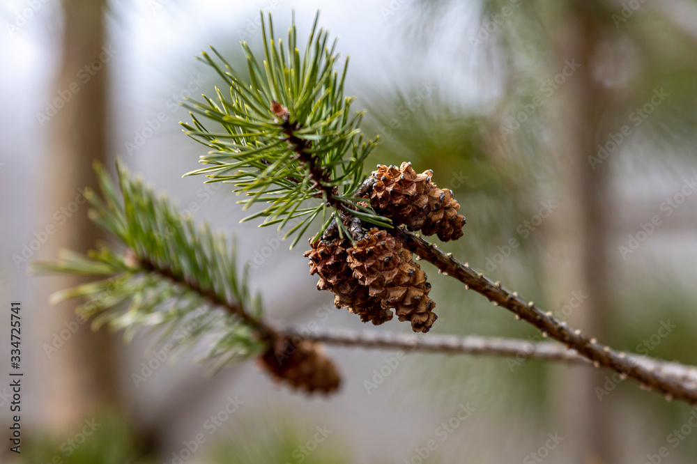 Cones on the Branch Cones on the Branch