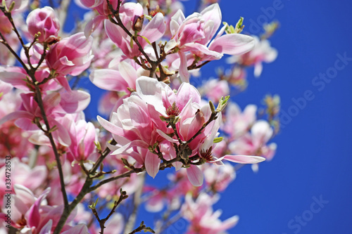 Blühender Magnolienbaum (Magnolia Kobus)