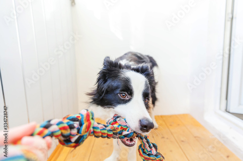 Funny portrait of cute smilling puppy dog border collie holding colourful rope toy in mouth. New lovely member of family little dog at home playing with owner. Pet care and animals concept.