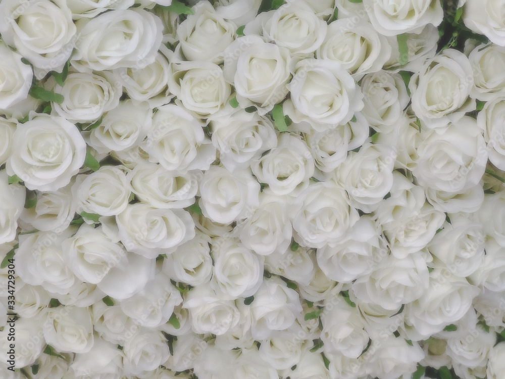 White roses flowers arrangement,Blurred of rose flowers White color blooming. in the pastel and vintage color style for background. White roses flowers arrangement,Blurred of rose flowers White color blooming. in the pastel and vintage color style for background.
