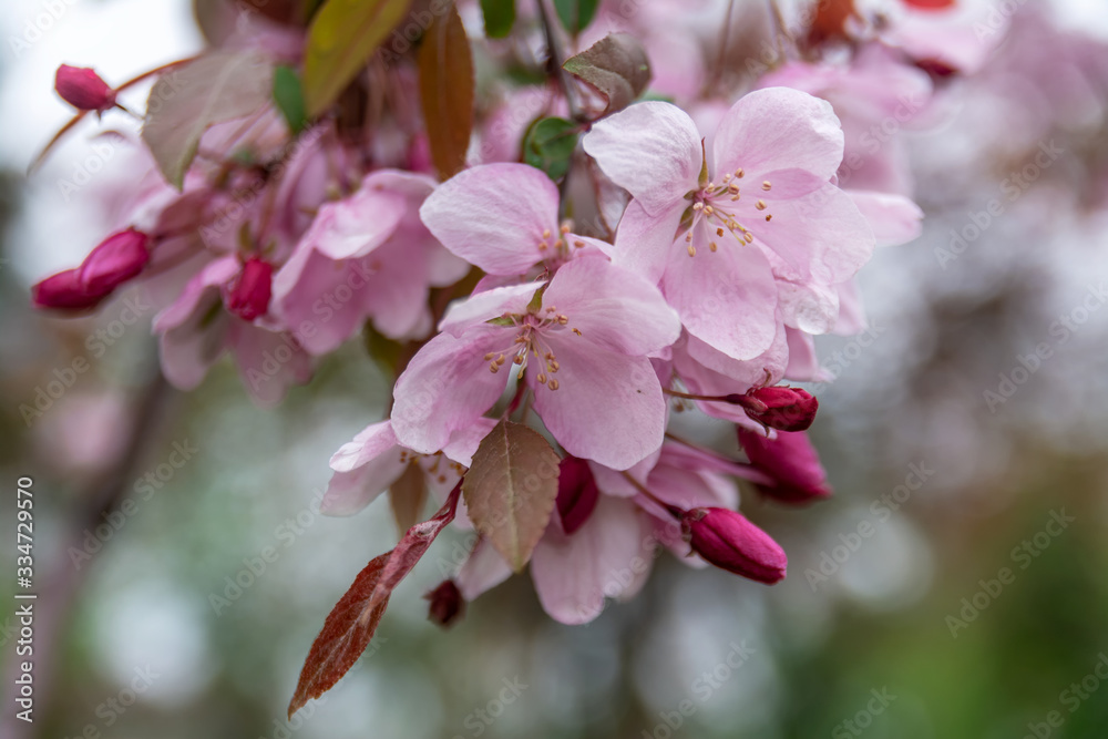 Cherry blossoms. Japanese cherry, or sakura, is the common name for decorative trees of the cherry subgenus.