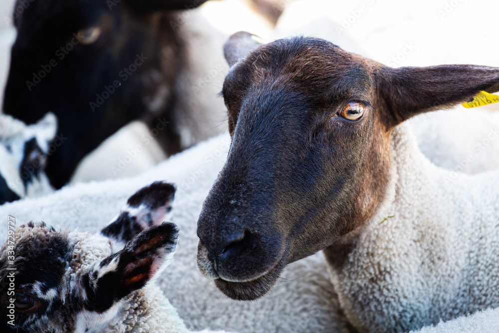 Fototapeta premium Sheep in Ireland