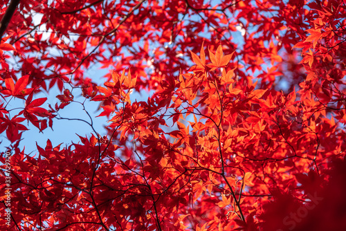 Red japanese momiji maple leaves and branches with sunlight in Autumn season (Japan)