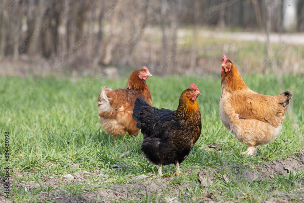 domestic hens stand among green grass