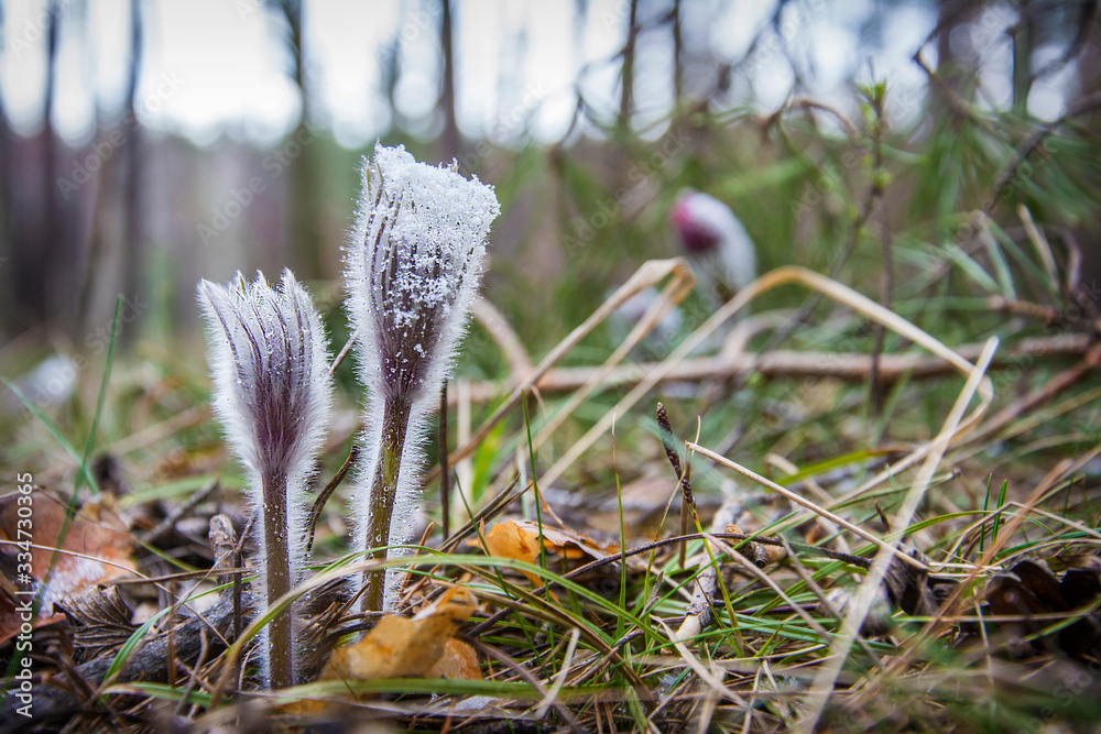 In the morning forest, sleep grass in the dew. In the morning forest, sleep grass in the dew.