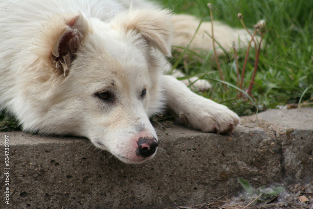 Fototapeta premium Homeless white dog at green grass
