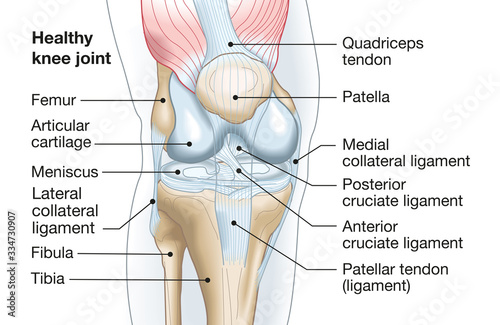 Fotografie, Obraz Healthy knee joint, medical accurate illustration
