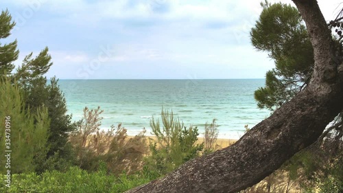 View of the seaside with reenery and pine tree photo