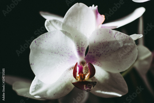 white orchid on black background