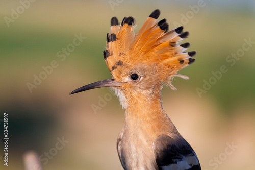 hoopoe with open crest in the morning sun