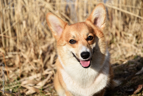 welsh corgi pembroke