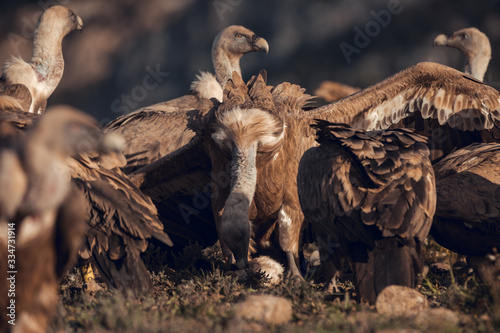 Griffon vultures (Gyps fulvus fulvus) eating at sunrise in mountains of the Pyrenees in Spain with golden light